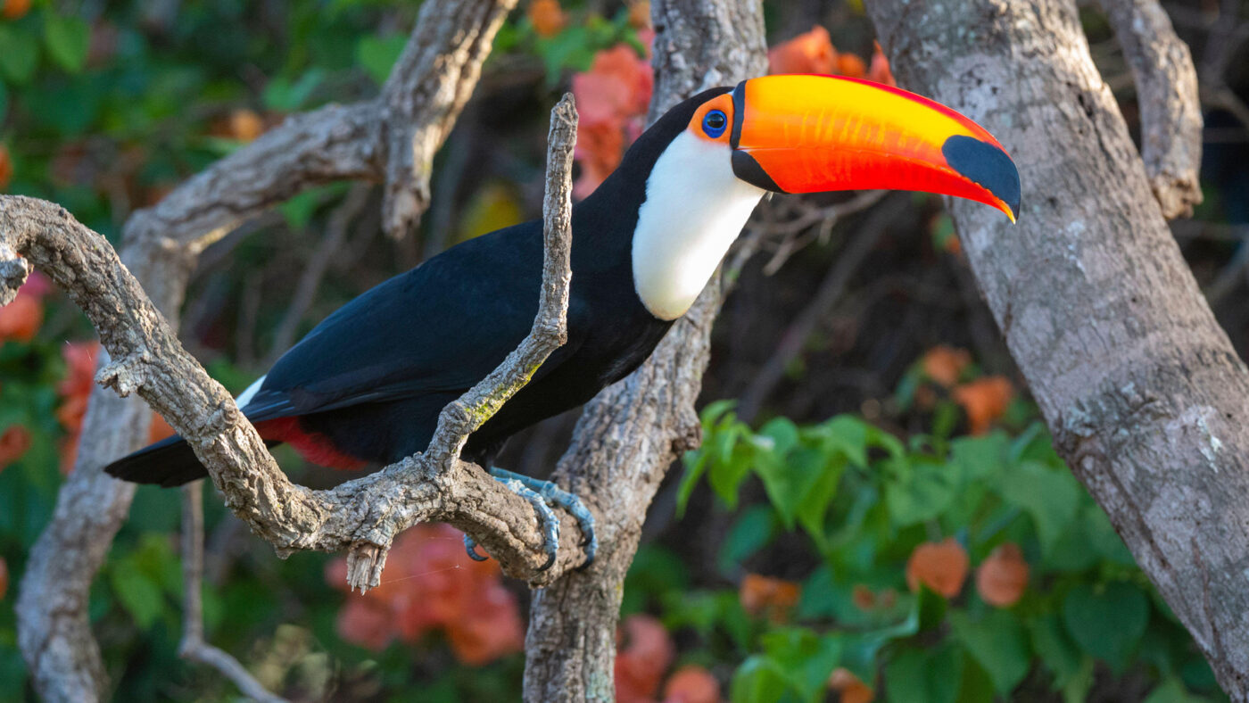 The toco toucan