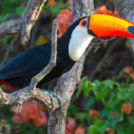 The toco toucan